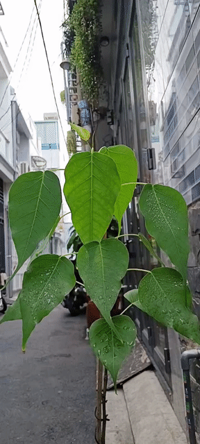 1 Chậu Cây Bồ Đề Cao 60cm.. Mua bán Cây cảnh, đồ trang trí tại Quận Tân Bình Tp Hồ Chí Minh được đăng bởi Bách Hóa Philip hình 1