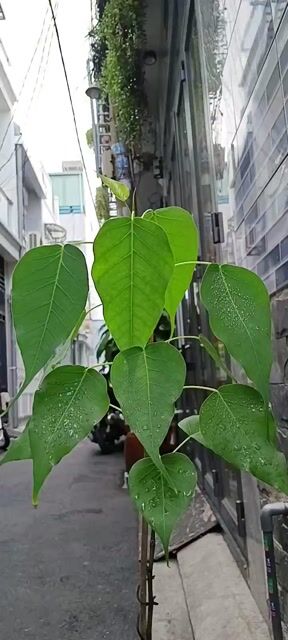 1 Chậu Cây Bồ Đề Cao 60cm.. Mua bán Cây cảnh, đồ trang trí tại Quận Tân Bình Tp Hồ Chí Minh được đăng bởi Bách Hóa Philip hình 1