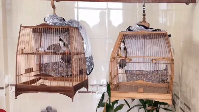 Chim bổi lỡ trống mái. Mua bán Chim tại Thành phố Thủ Đức Tp Hồ Chí Minh được đăng bởi JohnAvans hình 1