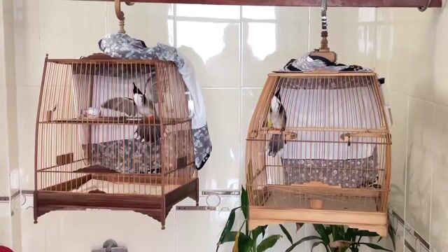 Chim bổi lỡ trống mái. Mua bán Chim tại Thành phố Thủ Đức Tp Hồ Chí Minh được đăng bởi JohnAvans hình 1