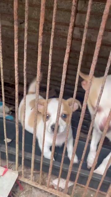 Bán chó Phốc con. Mua bán Chó tại Huyện Kim Sơn Ninh Bình được đăng bởi Phan Văn Tuyến hình 1