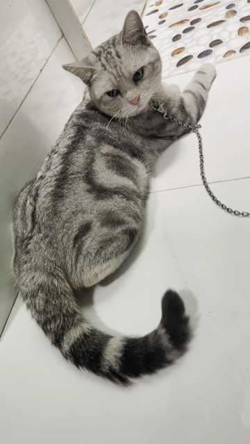 Thanh lý hết mèo ai tới cũng được mang về .. Mua bán Mèo tại Quận 12 Tp Hồ Chí Minh được đăng bởi Tên chưa cung cấp hình 1