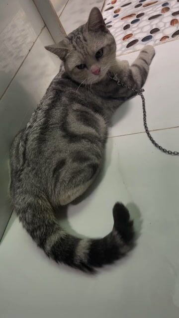 Thanh lý hết mèo ai tới cũng được mang về .. Mua bán Mèo tại Quận 12 Tp Hồ Chí Minh được đăng bởi Tên chưa cung cấp hình 1