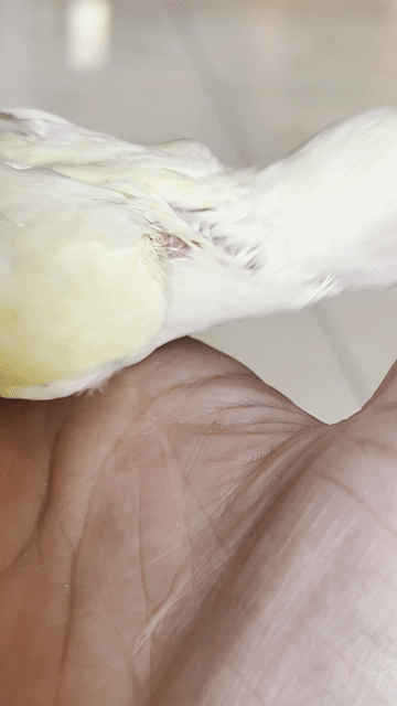 Chim Lovebird Ewing Cremino Trắng vàng Khỏe mạnh. Mua bán Chim tại Quận Gò Vấp Tp Hồ Chí Minh được đăng bởi Thoại Lê hình 1