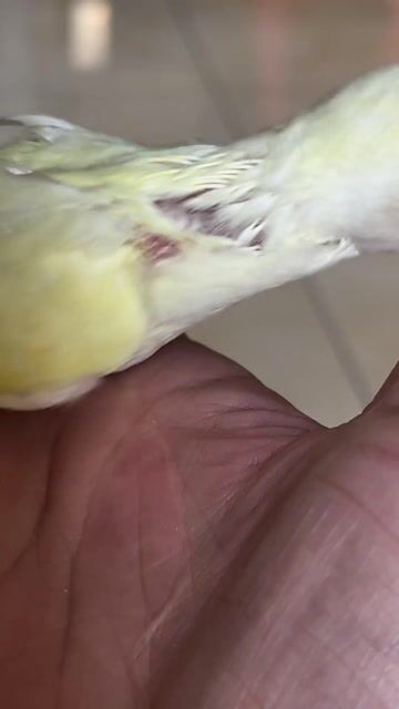 Chim Lovebird Ewing Cremino Trắng vàng Khỏe mạnh. Mua bán Chim tại Quận Gò Vấp Tp Hồ Chí Minh được đăng bởi Thoại Lê hình 1