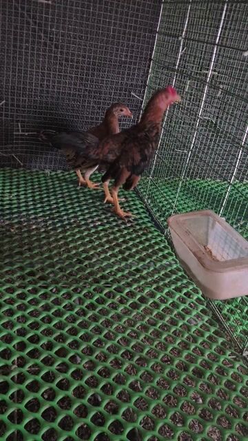 Gà tre Bắc cộc trống mái khỏe mạnh. Mua bán Gà tại Quận Hoàng Mai Hà Nội được đăng bởi Trần Văn Đường hình 1