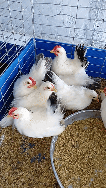 Gà Thái Chuối Tuyết Trống mái. Mua bán Gà tại Thị xã Tân Uyên Bình Dương được đăng bởi PET LOVE hình 1