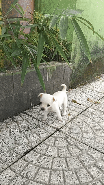 Bé trai chihuahua mini siêu nhỏ bỏ túi mang theo . Mua bán Chó tại Quận Cẩm Lệ Đà Nẵng được đăng bởi Trâm  hình 1