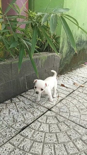 Bé trai chihuahua mini siêu nhỏ bỏ túi mang theo . Mua bán Chó tại Quận Cẩm Lệ Đà Nẵng được đăng bởi Trâm  hình 1