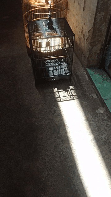 Lồng chim Tre Nhựa Mới. Mua bán Phụ kiện, Thức ăn, Dịch vụ tại Quận 12 Tp Hồ Chí Minh được đăng bởi Khổng tước  hình 1