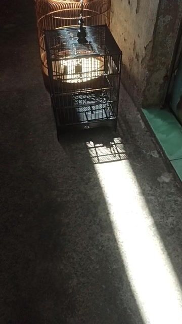 Lồng chim Tre Nhựa Mới. Mua bán Phụ kiện, Thức ăn, Dịch vụ tại Quận 12 Tp Hồ Chí Minh được đăng bởi Khổng tước  hình 1