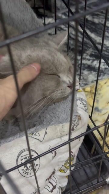 Mèo Trắng xám. Mua bán Mèo tại Quận Bình Tân Tp Hồ Chí Minh được đăng bởi gon hình 1