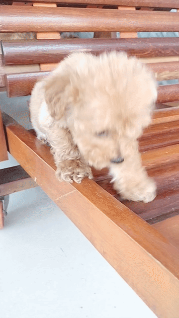 Chó Poodle nâu vàng con đã tiêm. Mua bán Chó tại Huyện Định Quán Đồng Nai được đăng bởi Hồng Nhân hình 1