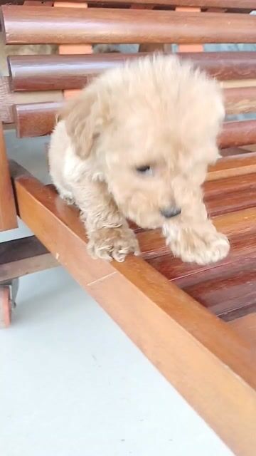 Chó Poodle nâu vàng con đã tiêm. Mua bán Chó tại Huyện Định Quán Đồng Nai được đăng bởi Hồng Nhân hình 1