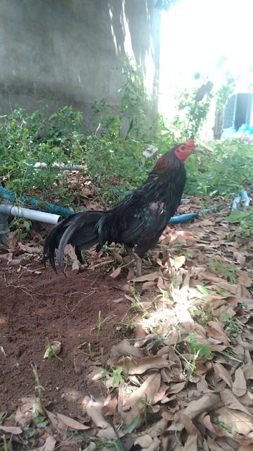 Gà chọi ô que đực 3.4kg. Mua bán Gà tại Huyện Châu Thành Đồng Tháp được đăng bởi Chung Phú hình 1