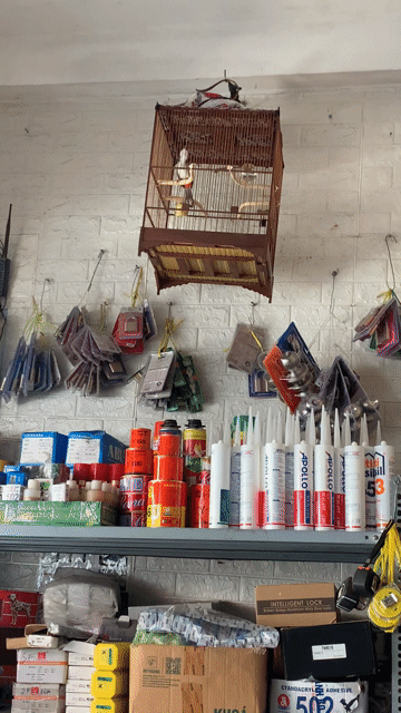 chào mào huế Nam đông 3 mùa cafe cứng. Mua bán Chim tại Thành phố Huế Thừa Thiên Huế được đăng bởi thanh pham hình 1
