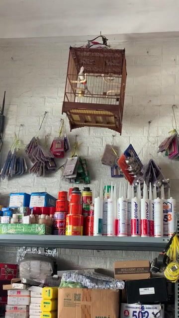 chào mào huế Nam đông 3 mùa cafe cứng. Mua bán Chim tại Thành phố Huế Thừa Thiên Huế được đăng bởi thanh pham hình 1