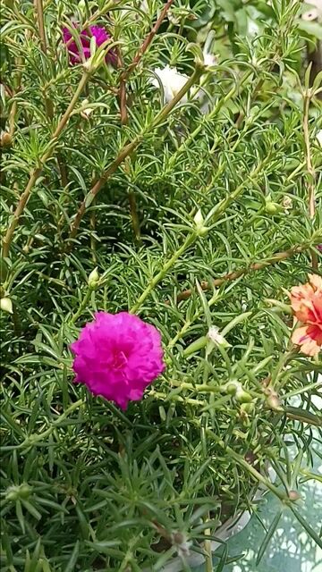 Cây cảnh Hoa 10 giờ Nhiều màu. Mua bán Cây cảnh, đồ trang trí tại Huyện Cần Giuộc Long An được đăng bởi nhok giang hình 1