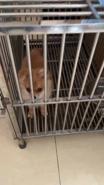 Chó Pomeranian cái 3.5 tháng. Mua bán Chó tại Thành phố Biên Hòa Đồng Nai được đăng bởi Rose Quach hình 1