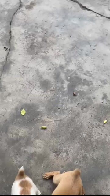 chó mini. Mua bán Chó tại Huyện Tiên Lữ Hưng Yên được đăng bởi Nam Việt hình 1