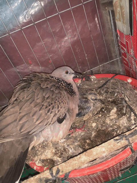 Chim cu gáy non malay thúc gù dòng mồi. Mua bán Chim tại Quận Cái Răng Cần Thơ được đăng bởi Nguyễn Quang Vinh hình 1