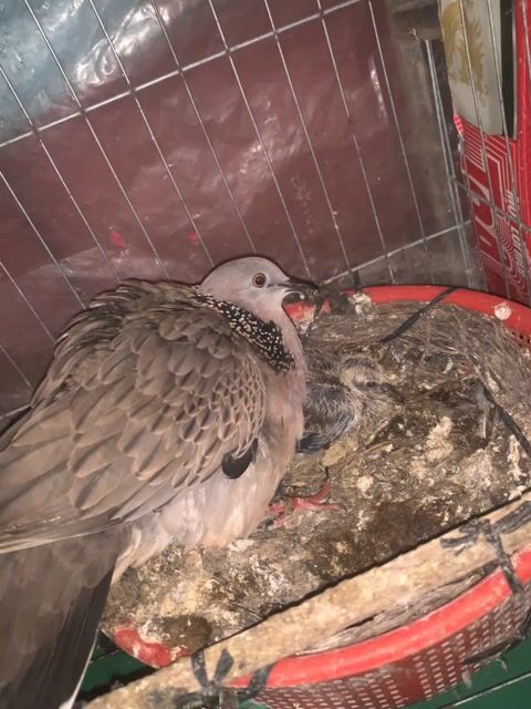 Chim cu gáy non malay thúc gù dòng mồi. Mua bán Chim tại Quận Cái Răng Cần Thơ được đăng bởi Nguyễn Quang Vinh hình 1