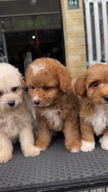 Chó Poodle Tiny Thuần Chủng 04 Bàu Năng 1. Mua bán Chó tại Quận Liên Chiểu Đà Nẵng được đăng bởi Pet House hình 1