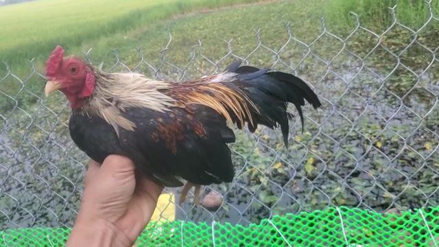Gà tre cảnh giống 1 năm tuổi 600g. Mua bán Gà tại Huyện Tân Hiệp Kiên Giang được đăng bởi Ha DANG hình 1