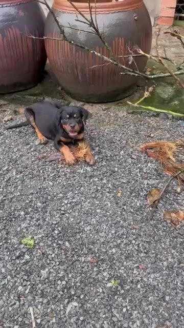 Bán chó cái. Mua bán Chó tại Quận 8 Tp Hồ Chí Minh được đăng bởi Truyền Thắng hình 1