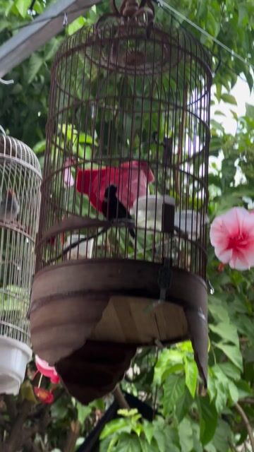 Chim hút mật 7 màu 3-4 mùa. Mua bán Chim tại Thành phố Thủ Đức Tp Hồ Chí Minh được đăng bởi Louis Nguyễn hình 1