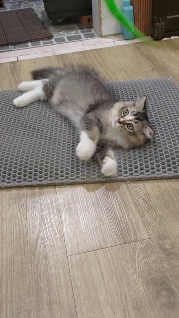 Mèo ALD bố ragdol, mẹ golden. Mua bán Mèo tại Quận Gò Vấp Tp Hồ Chí Minh được đăng bởi material hình 1