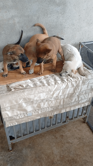 Chó Poodle Nâu Vàng Cả Hai. Mua bán Chó tại Thành phố Buôn Ma Thuột Đắk Lắk được đăng bởi Nam Long hình 1