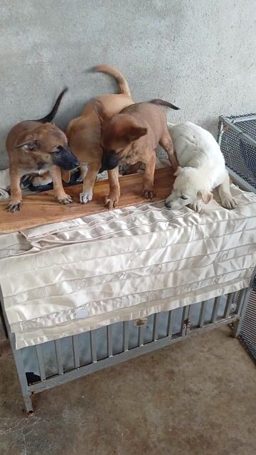 Chó Poodle Nâu Vàng Cả Hai. Mua bán Chó tại Thành phố Buôn Ma Thuột Đắk Lắk được đăng bởi Nam Long hình 1