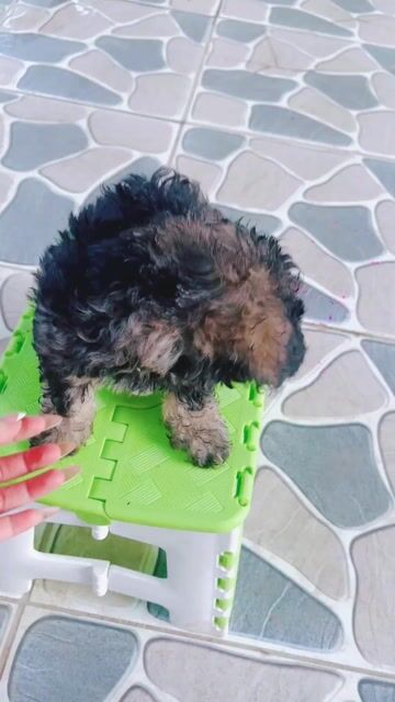 Chó Poodle Tiny Đen xám 1 mũi. Mua bán Chó tại Thành phố Cao Lãnh Đồng Tháp được đăng bởi Bùi thị kiều  hình 1