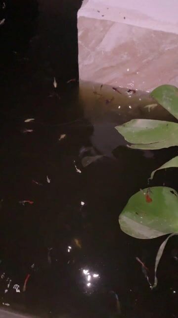 Cá cảnh Cá 7 màu + moly thuỷ sinh. Mua bán Thú cưng khác tại Huyện Mỹ Xuyên Sóc Trăng được đăng bởi Nguyễn Tấn Dương hình 1