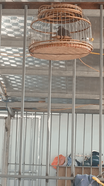 Chim gáy thanh lí. Mua bán Chim tại Quận Hà Đông Hà Nội được đăng bởi Vũ danh đạt hình 1