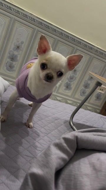 Chó Chihuahua Trắng Khoẻ mạnh. Mua bán Chó tại Quận Nam Từ Liêm Hà Nội được đăng bởi Tên chưa cung cấp hình 2