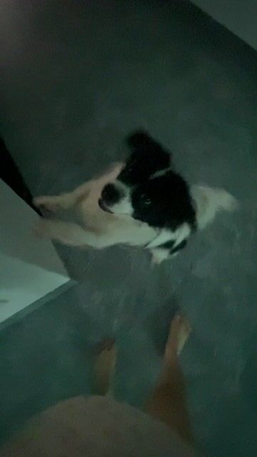 Chó lai Nhật đực 3 năm đã tiêm. Mua bán Chó tại Quận Gò Vấp Tp Hồ Chí Minh được đăng bởi Trần Thị Yến Nhi hình 1