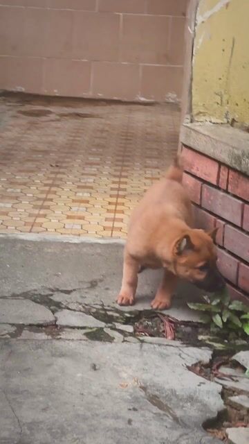 Chó Mông Cộc Vàng Cơ Bắp + Lưỡi Đốm Chuẩn Giống. Mua bán Chó tại Quận Gò Vấp Tp Hồ Chí Minh được đăng bởi Shop SH Và Chó Cộc Sài Gòn hình 1