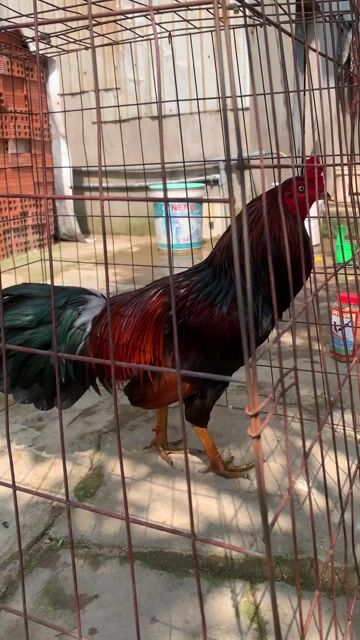 Gà trống 2.9kg màu Xanh. Mua bán Gà tại Huyện Nhà Bè Tp Hồ Chí Minh được đăng bởi Binh Thanh hình 1