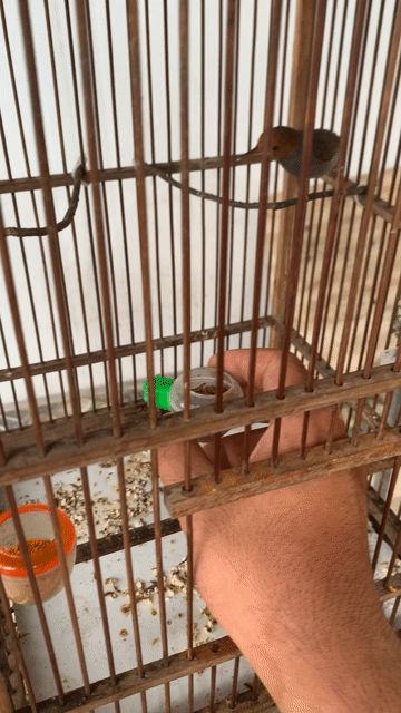 Cần kiếm sâu đầu đỏ lai sâu dừa. Mua bán Chim tại Huyện Củ Chi Tp Hồ Chí Minh được đăng bởi hiihii hình 1