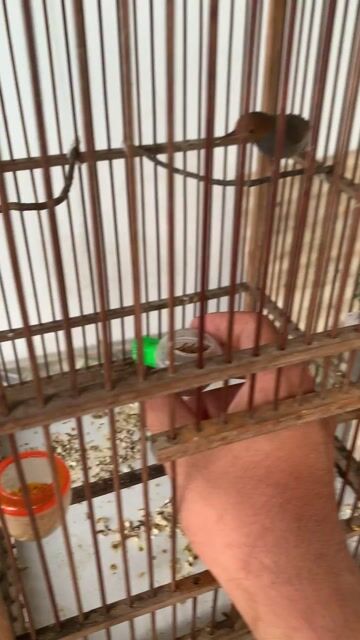 Cần kiếm sâu đầu đỏ lai sâu dừa. Mua bán Chim tại Huyện Củ Chi Tp Hồ Chí Minh được đăng bởi hiihii hình 1