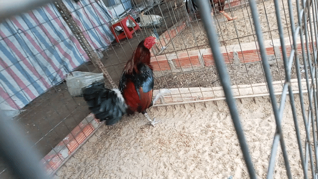 Gà chọi Hachi Điều xanh 1.65kg. Mua bán Gà tại Huyện Hóc Môn Tp Hồ Chí Minh được đăng bởi hoạng ga hình 1