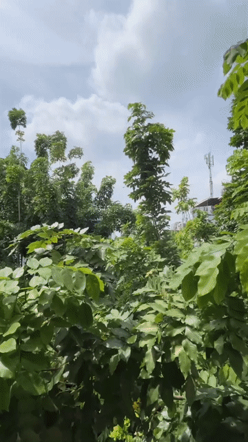 Cho thuê Phòng trọ Quận Tân Phú Tp Hồ Chí Minh diện tích 30 m² giá 3,9 triệu/tháng