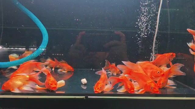 Cá chép sư tử Cam đỏ 8-10cm. Mua bán Thú cưng khác tại Thành phố Thủ Đức Tp Hồ Chí Minh được đăng bởi Cá Cảnh Hưng Nguyễn  hình 1