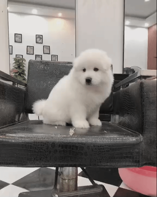 Chó Samoyed Trắng hn đã có vacxin, sổ giun. Mua bán Chó tại Quận Hà Đông Hà Nội được đăng bởi Trang hình 1