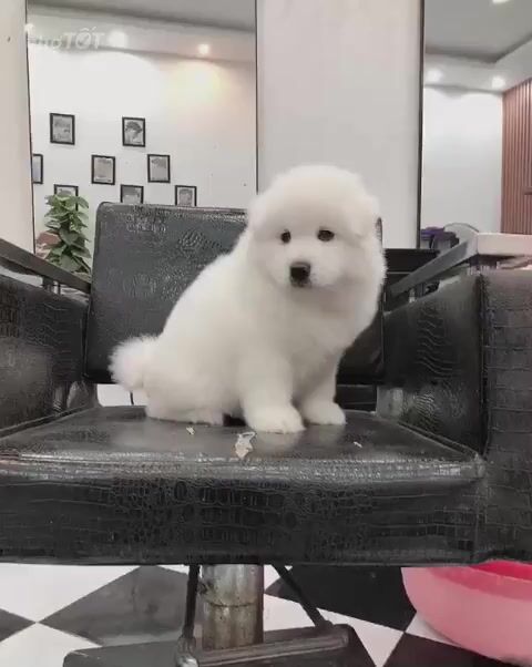 Chó Samoyed Trắng hn đã có vacxin, sổ giun. Mua bán Chó tại Quận Hà Đông Hà Nội được đăng bởi Trang hình 1