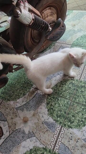 Mèo Xiêm đực hơn 2 tháng. Mua bán Mèo tại Thành phố Thủ Dầu Một Bình Dương được đăng bởi Nguyên Phi hình 1