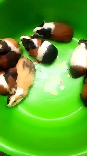 Chuột lang nhiều màu. Mua bán Thú cưng khác tại Thành phố Hà Tĩnh Hà Tĩnh được đăng bởi Jack hình 1
