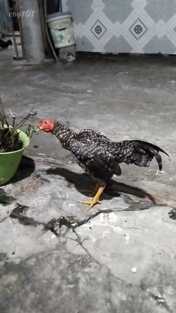 Gà cú cườm 10 tháng, 380g.. Mua bán Gà tại Huyện Nhà Bè Tp Hồ Chí Minh được đăng bởi Quyle hình 1